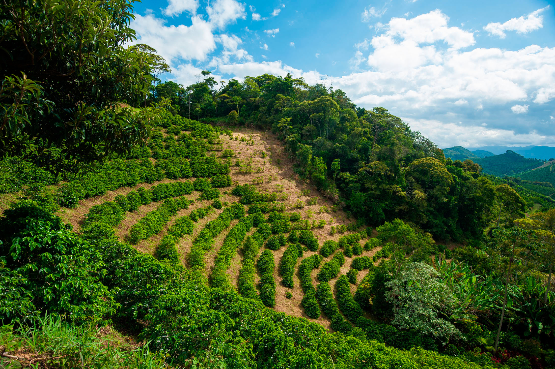 Происхождение Кофе